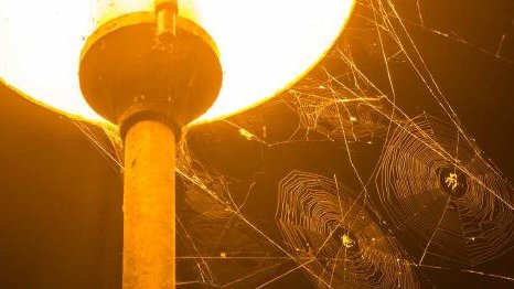 Eine dimmbare Laterne im Kienbergpark, an deren Pfahl sich Spinnennetze gebildet haben