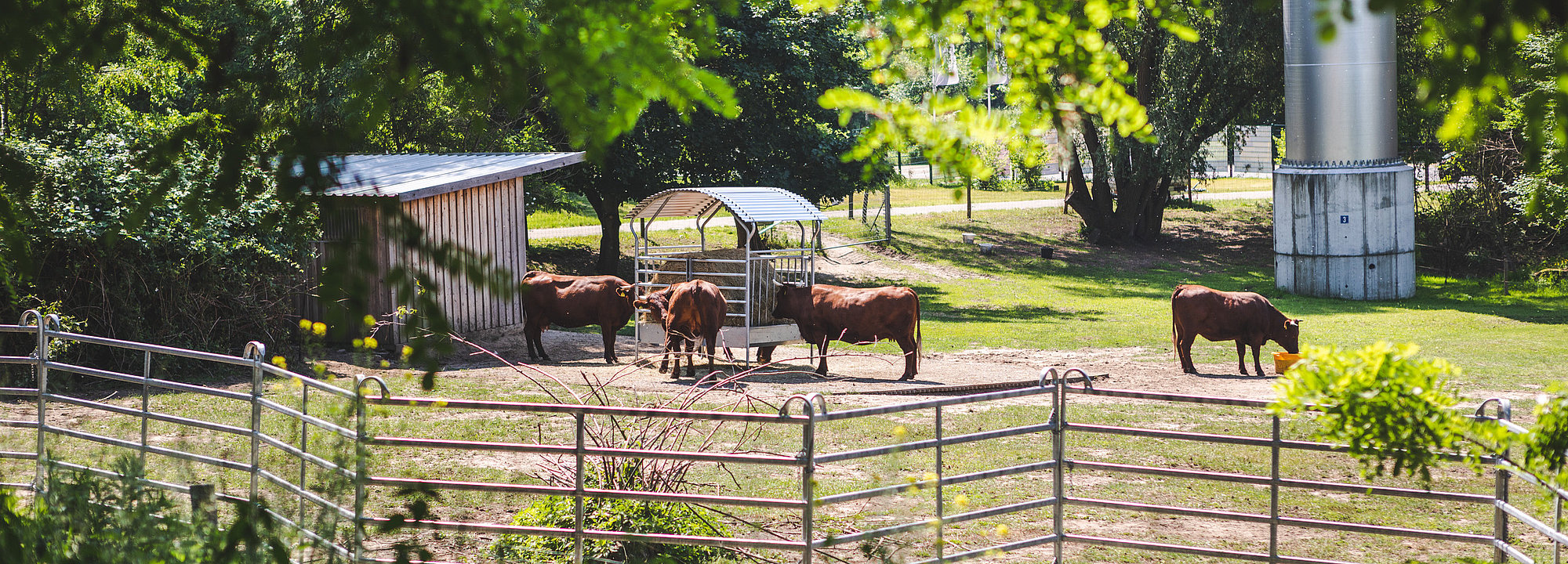 Tiere grasen auf den Beweidungsflächen im Kienbergpark