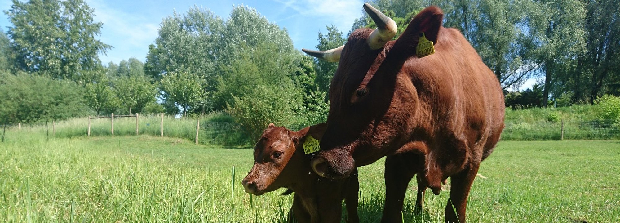 Rinder auf einer grünen Wiese im Kienbergpark