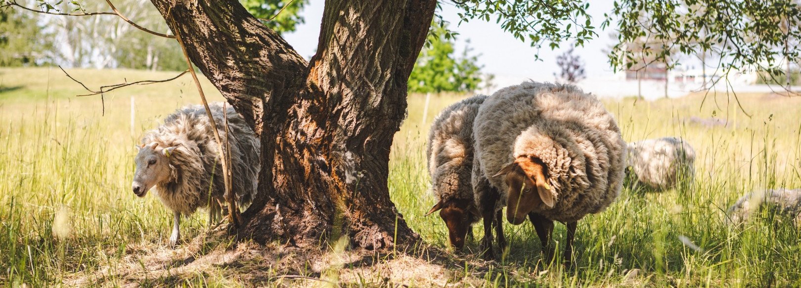 Schafe grasen auf einer Wiese im Kienbergpark unter einem Baum