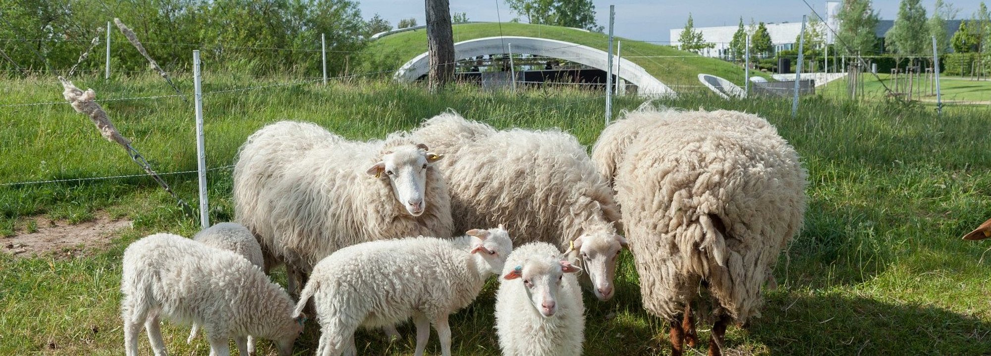 Schafe grasen auf den Beweidungsflächen im Kienbergpark